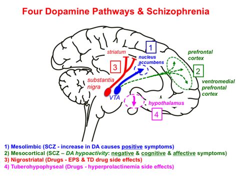 조현병 쉽게설명] 병리기전, 도파민, 항정신병약제schizophrenia- dopamine theory, pathophysiology : 네이버 블로그