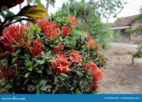 Ashoka Tree and Ashoka Flower Stock Image - Image of leaf, insect ...