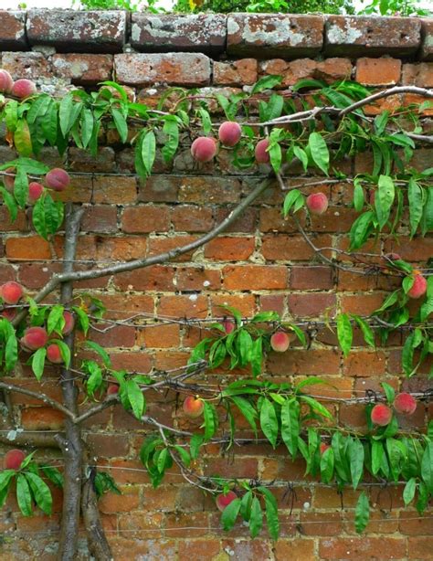 Espaliered Fruit Trees: Small Space Orchard Garden