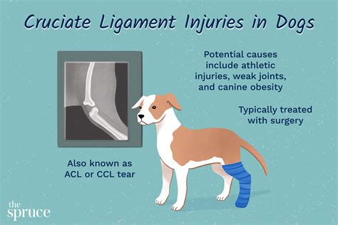 Anterior Cruciate Ligament In Dogs