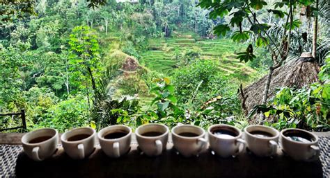 mengintip-pengolahan-kopi-luwak-bali-pulina-wisata-kuliner-kebun-kota ...