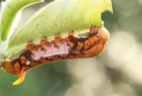 The Orange Caterpillars Beautiful Macro Lifecycle Photo Background And ...