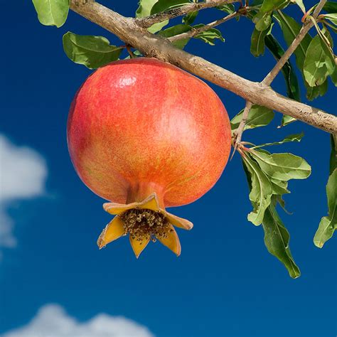 Wonderful Pomegranate Trees for Sale | FastGrowingTrees.com