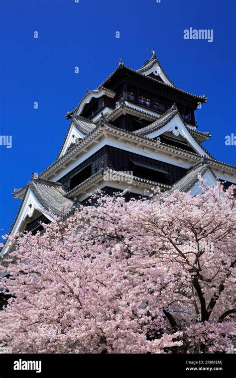 Kumamoto Castle and cherry blossoms Stock Photo - Alamy