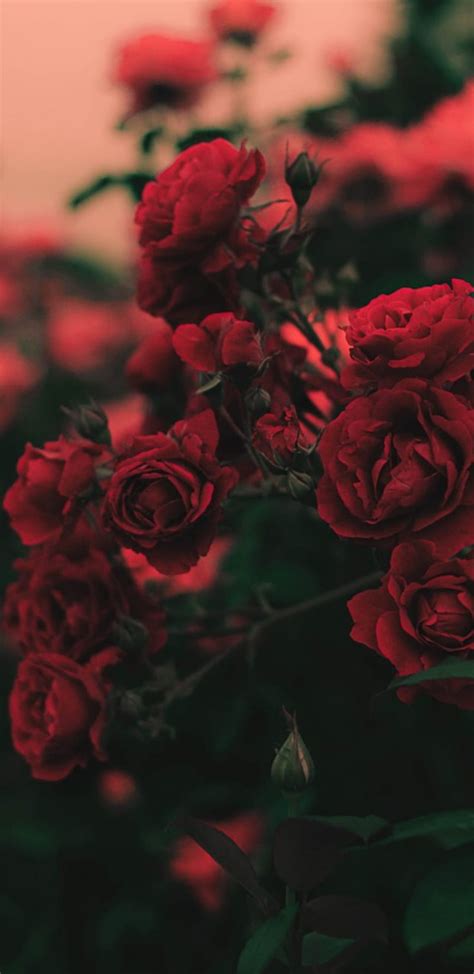 Rose bush, aesthetic, bonito, colour, cute, flower, flowers, red, smoke ...