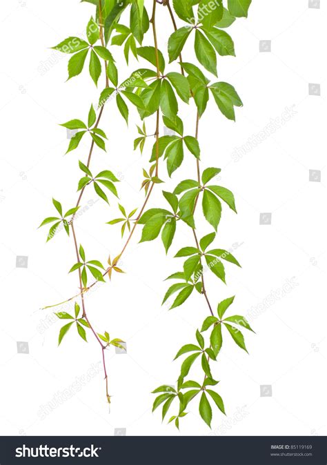 Vine Branch Stock Photo 85119169 : Shutterstock