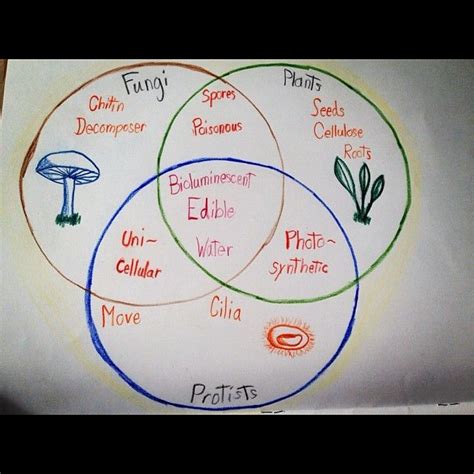 Plants Vs Fungi Vs Animals Venn Diagram