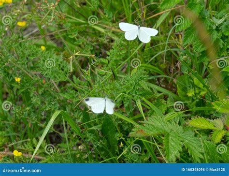 Wood white butterfly stock photo. Image of entomofauna - 160348098