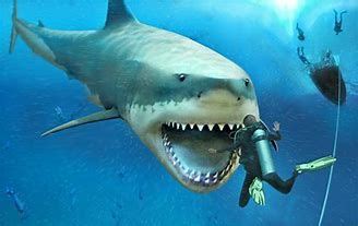 Image result for Megladon | Megalodon shark facts, Megalodon, Megalodon shark