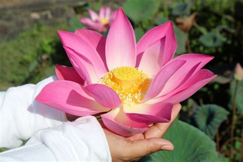 How Does a Lotus Flower Grow: The Life Cycle of a Lotus - Earth.com