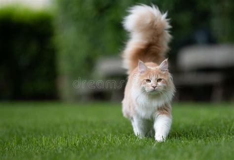 Maine Coon with Fluffy Tail Walking on Grass Stock Photo - Image of ...