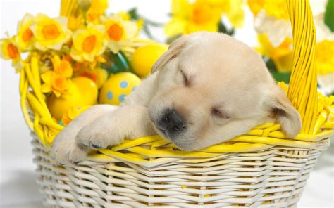 🔥 [47+] Puppies and Flowers Wallpapers | WallpaperSafari