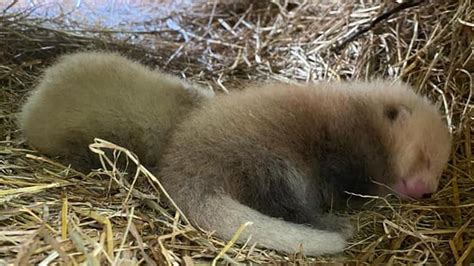 Two endangered red panda cubs born at Curraghs Wildlife Park - BBC News