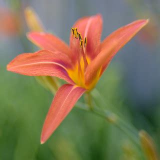 Day Lily - Hemerocallis | i used my old Nikkor 35mm AI-s at … | Flickr