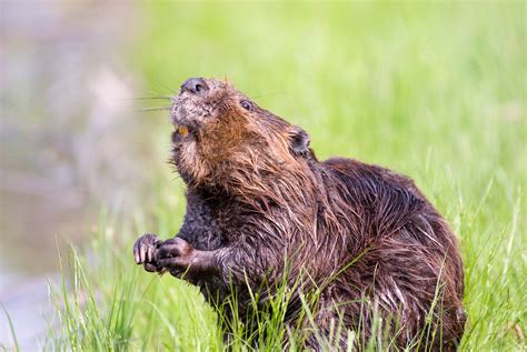 England’s First Wild Beavers for 400 Years Can Stay | Courthouse News ...