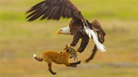 Fox Fights With Bald Eagle In MIDAIR - YouTube