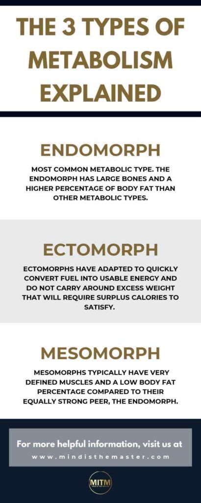 The 3 Types of Metabolism Explained