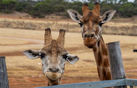 Happy New Year from Monarto Safari Park!