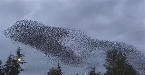 Swarm of birds put on dazzling show in sky