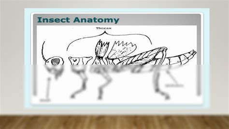 SOLUTION: Anatomy of arthropods - Studypool