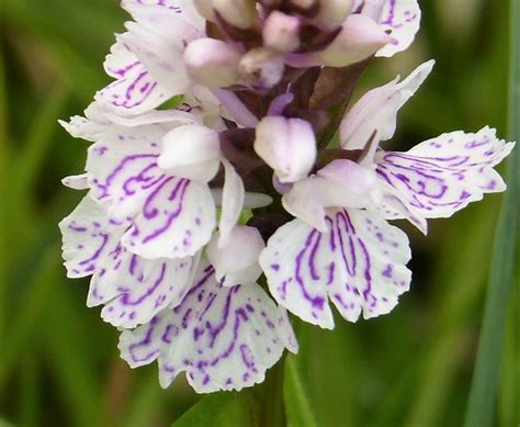 Heath spotted-orchid Dactylorhiza maculata | Cors Erddreinio… | Flickr