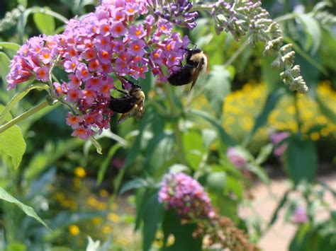 Bees and flowers Free Photo Download | FreeImages