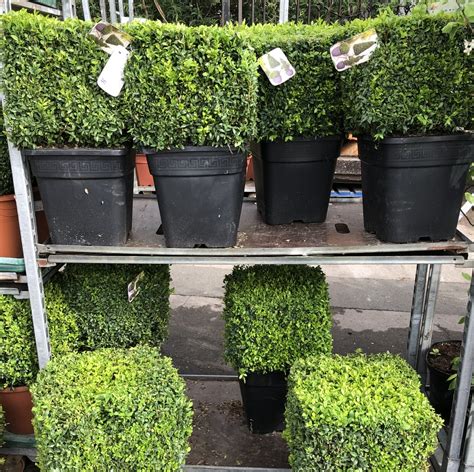 Buxus Hedging each or 3 for £100