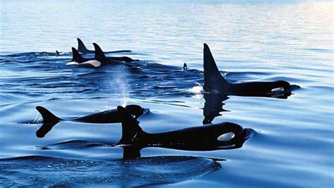 Orca Kayak Tours - Wilderness Adventures