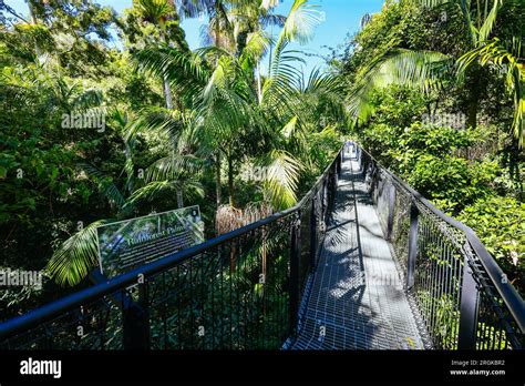 MT TAMBORINE, AUSTRALIA - JUL 30 2023: The stunning Tamborine Rainforest Skywalk on a warm ...