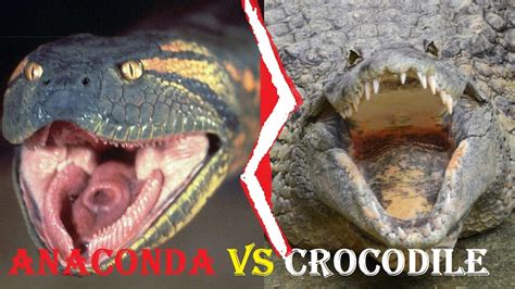 Crocodile Vs Anaconda Fight