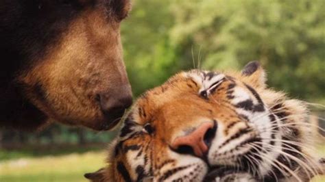 9 Times Interspecies Friendship Worked Out OK | HowStuffWorks