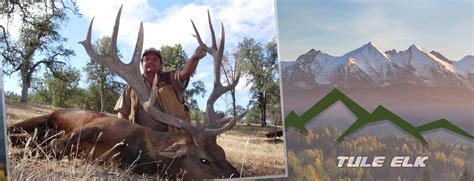 Tule Elk Hunting Ranch, Guide, Outfitters California - Tule Elk Tags, Hunts CA