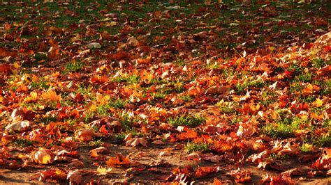 Autumn Leaves Free Stock Photo - Public Domain Pictures