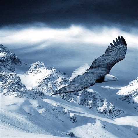 Beautiful eagle fly over the white mountains Wallpaper Download 2524x2524