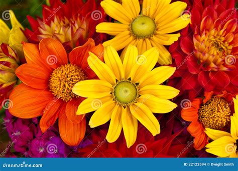 Autumn Flowers Stock Images - Image: 22122594