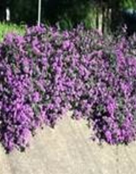 LANTANA, TRAILING LAVENDER 1G - Growers Outlet