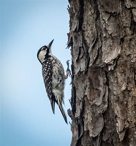 Red-cockaded Woodpecker - Owen Deutsch Photography