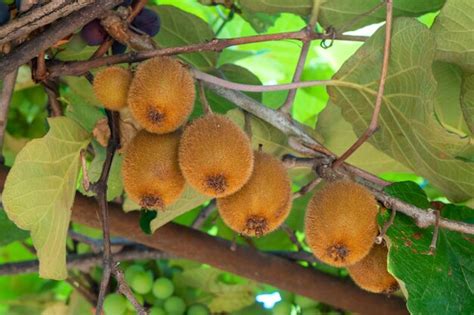 Premium Photo | Fresh kiwi fruit on tree growing the ripe kiwi hangs