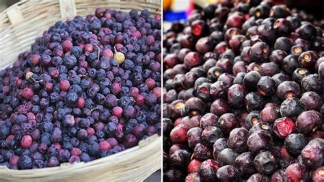 Beat the heat with Phalsa; know all the benefits from nutritionist ...