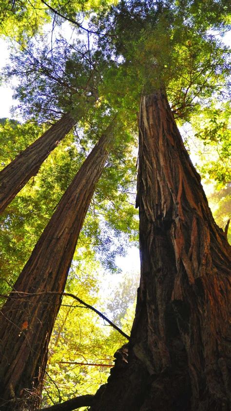 25 Best Places To See Redwoods Near San Francisco