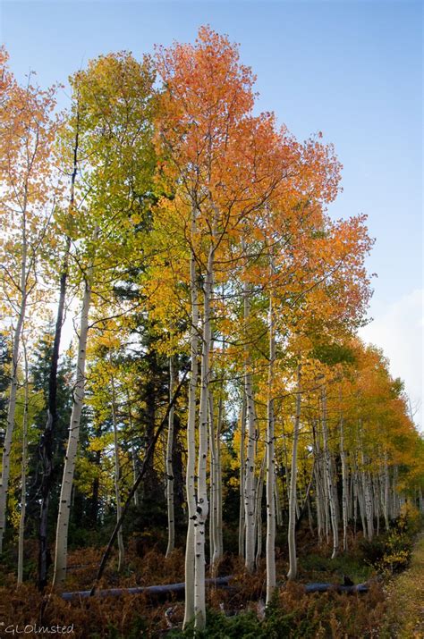 Kaibab National Forest Archives - Geogypsy