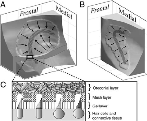 View of the macular surfaces of left ( a ) utricle and ( b ) saccule.... | Download Scientific ...