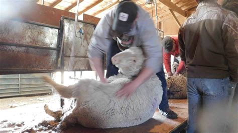 Sheep Shearing In Wyoming: It’s A Lot Of Work,… | Cowboy State Daily