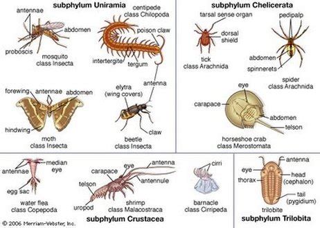 Arthropods - Mr. Estrella's Place