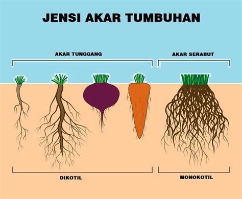 Akar Tunggang : Ciri Ciri dan Contoh - MASTAH