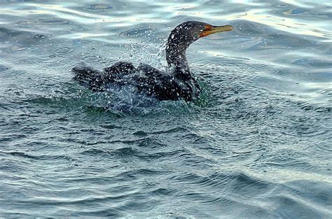 Great Cormorant after Diving Photograph by Lyuba Filatova - Fine Art ...