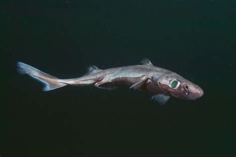 What is a shark? - The Australian Museum