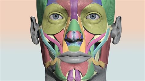 Colourcoded head muscle chart - 3D model by Anatomy Next (@a4s) [8c1bcc3] - Sketchfab