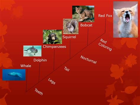 Evolution - The Red Fox Resource