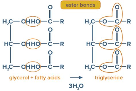 What Are The Example Of Simple Lipids | Sitelip.org